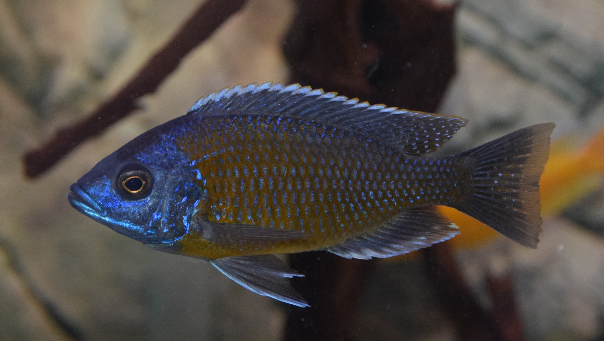 Copadichromis borleyi kadango red fin