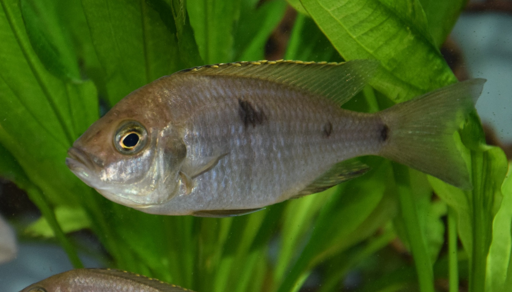 Copadichromis azureus