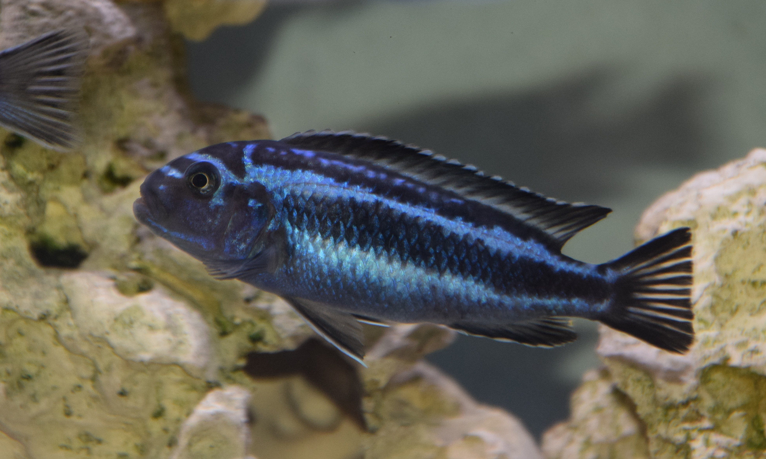 Melanochromis maingano