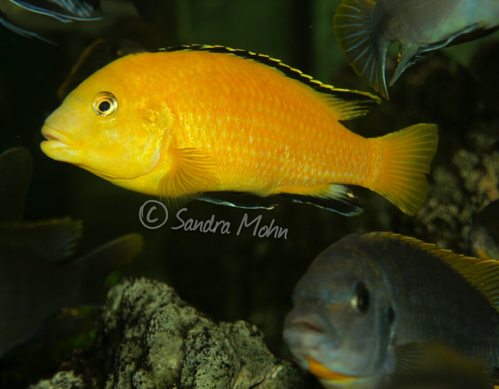 Barsche Filder Aquaristik