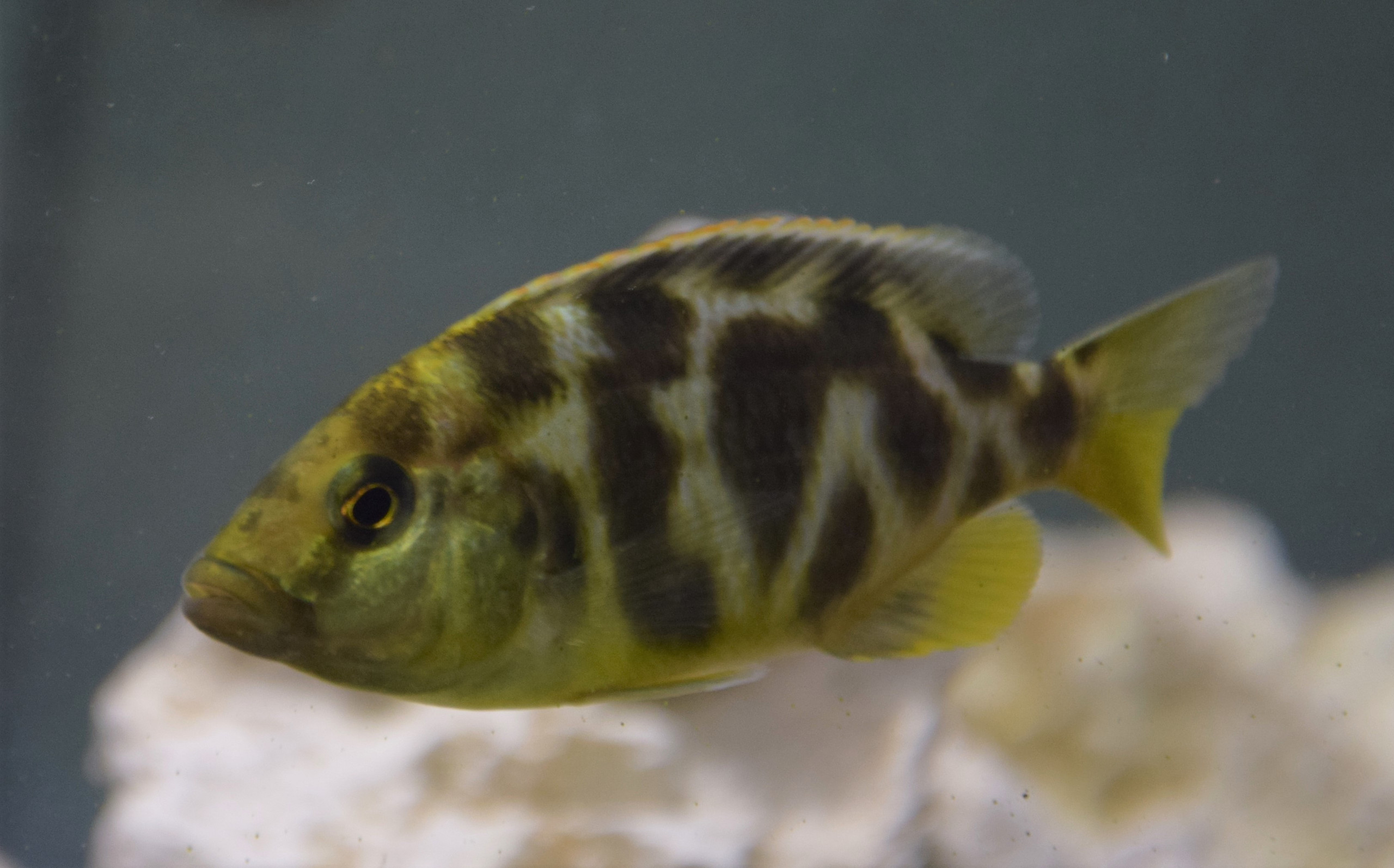 Nimbochromis venustus