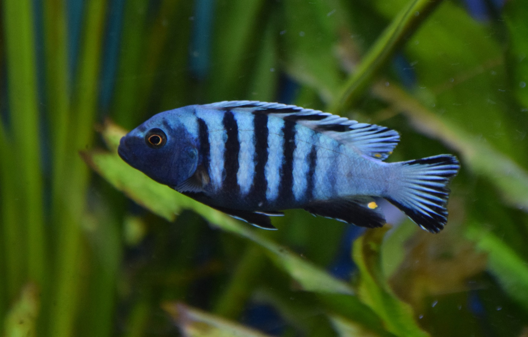 Pseudotropheus kingsizei