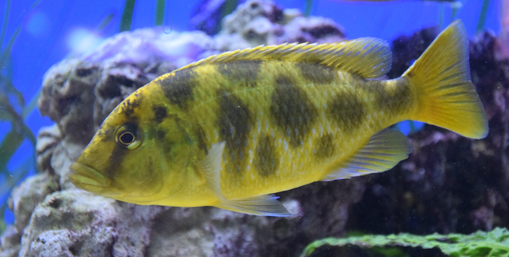 Nimbochromis venustus