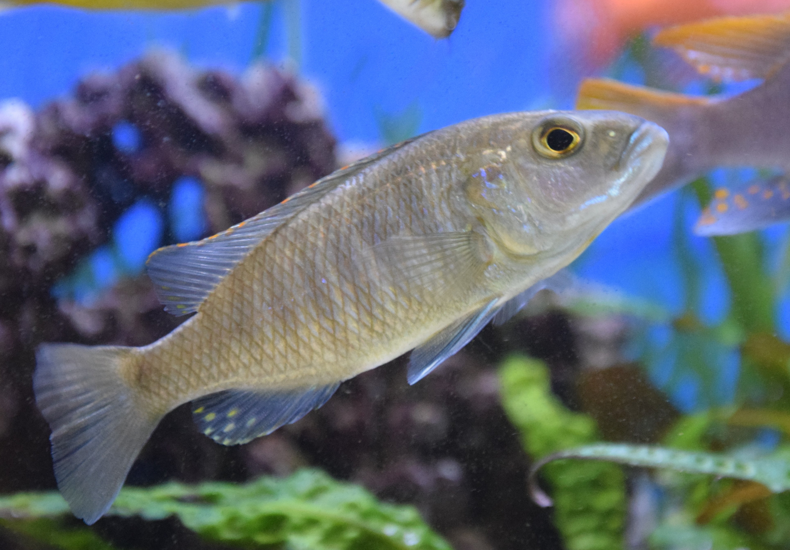 Sciaenochromis fryeri