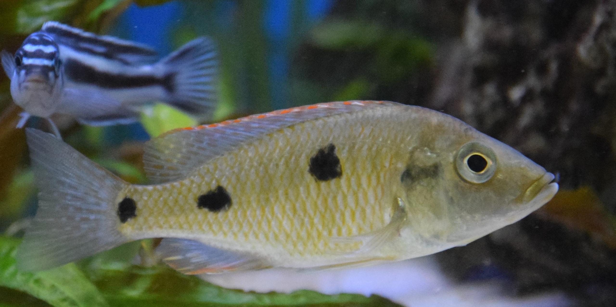 Otopharynx tetrastigma