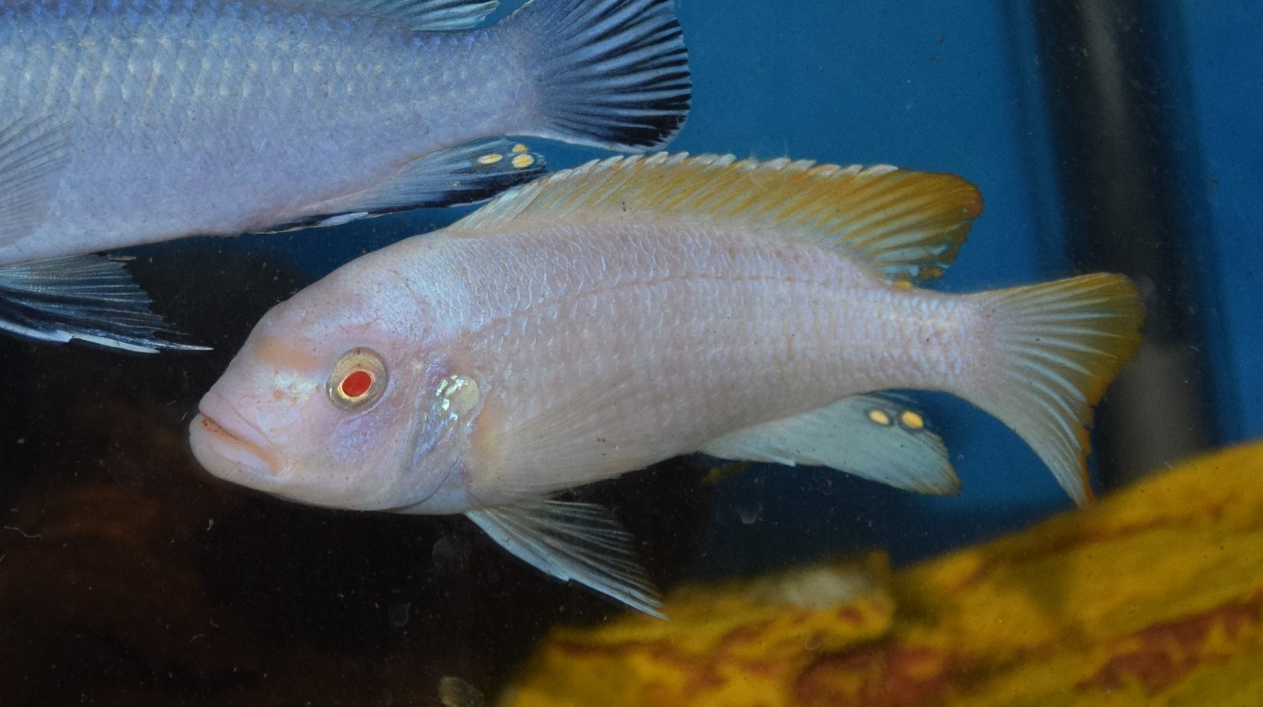 Metriaclima greshakei albino