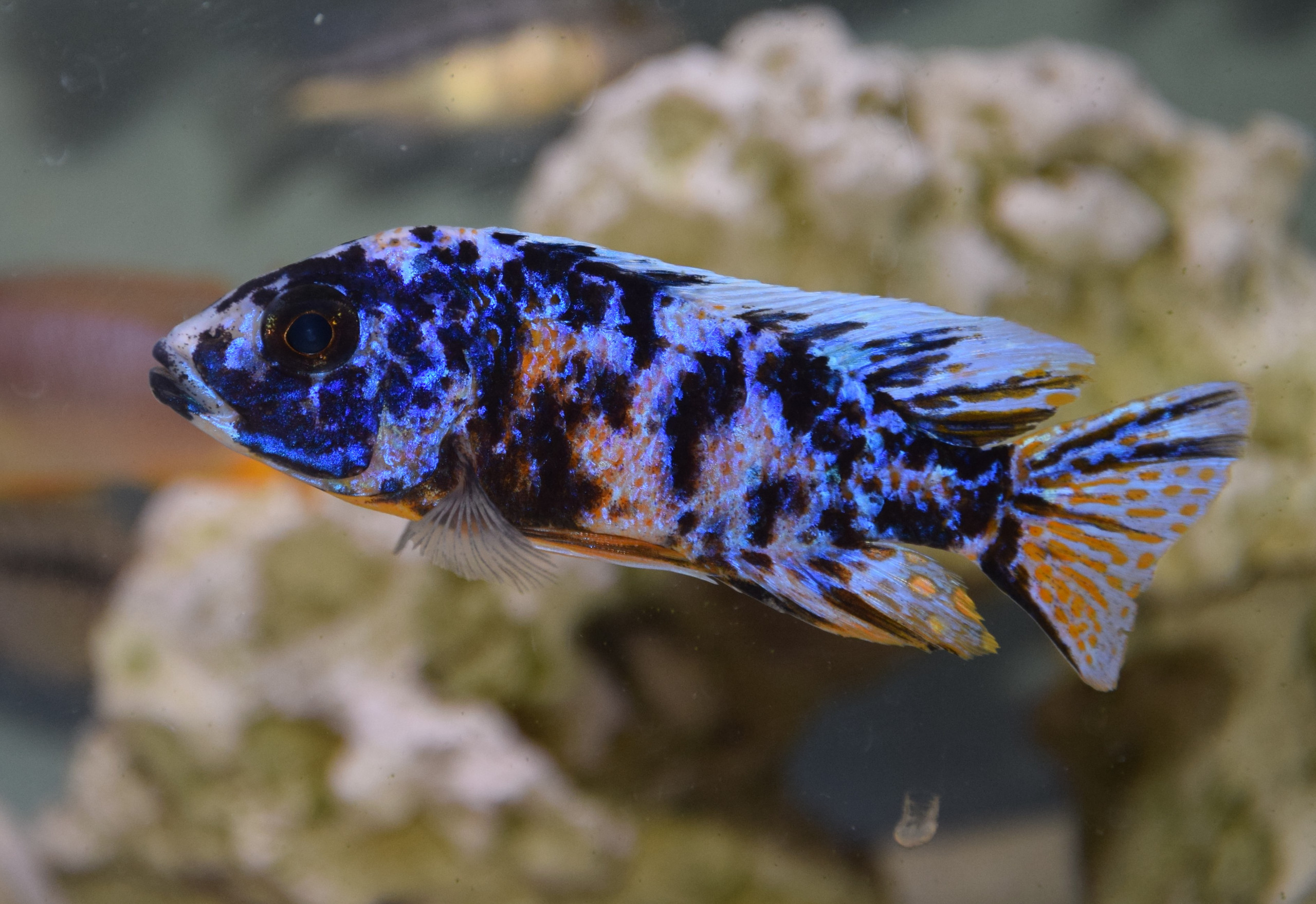 Buntbarsche | Filder Aquaristik