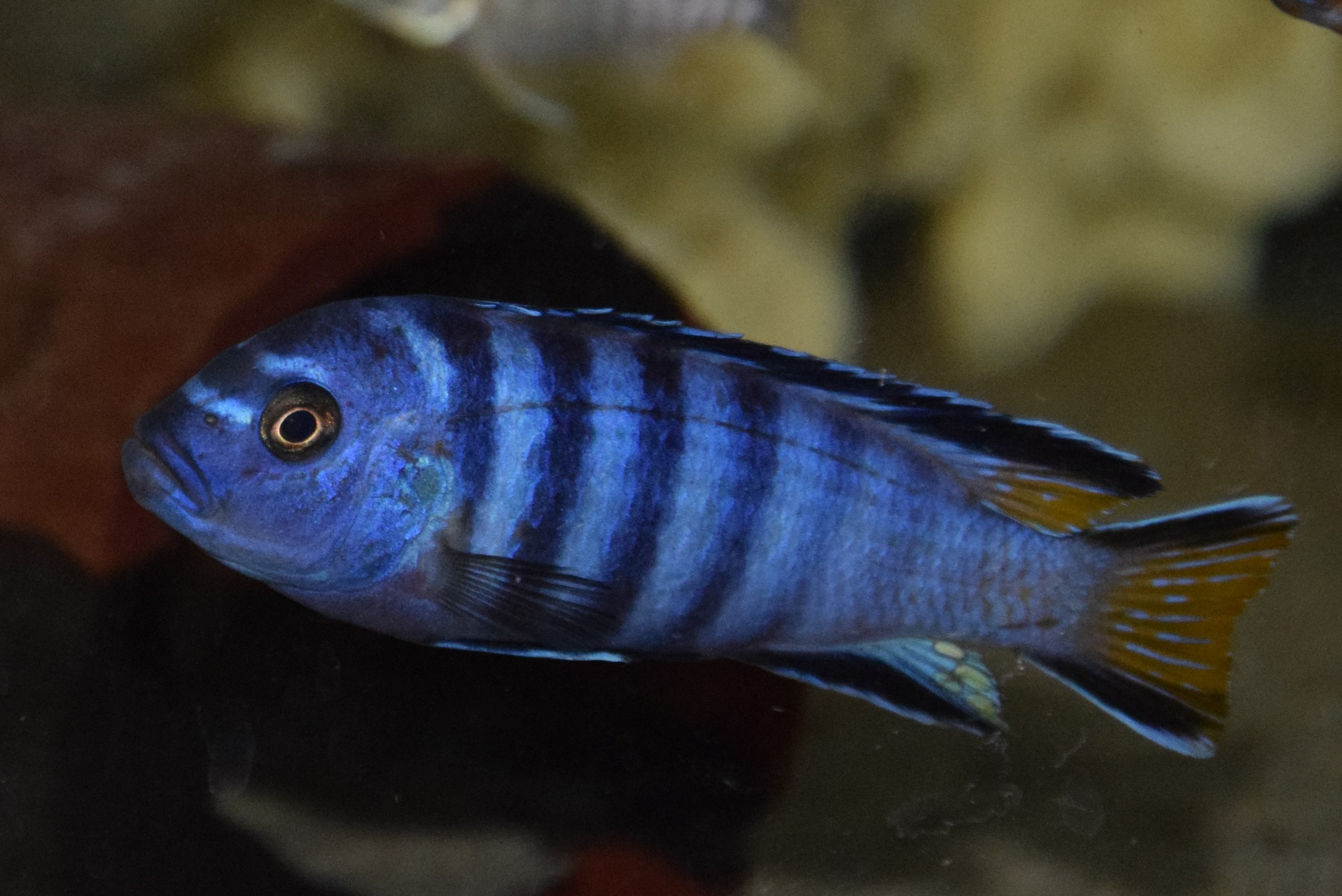 Pseudotropheus elongatus mpanga