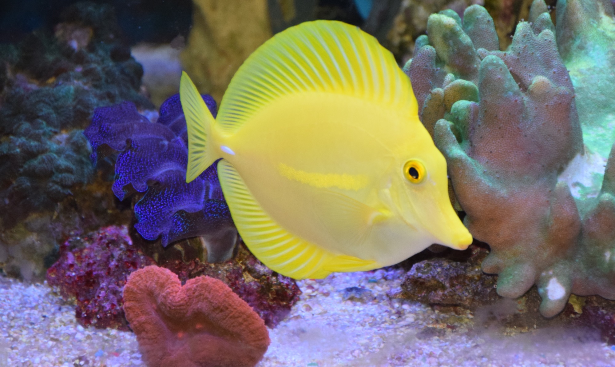 Zebrasoma flavescens (Hawaii-Doktor)