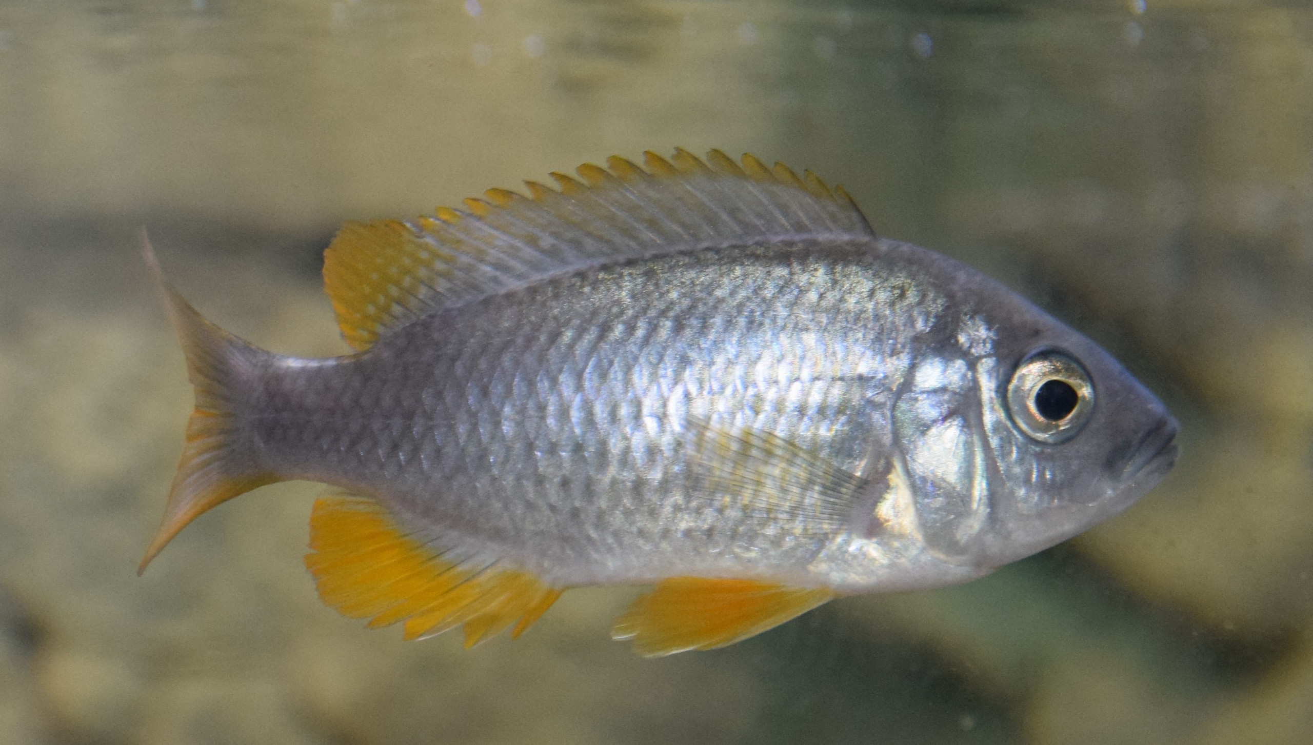 Copadichromis borleyi kadango red fin