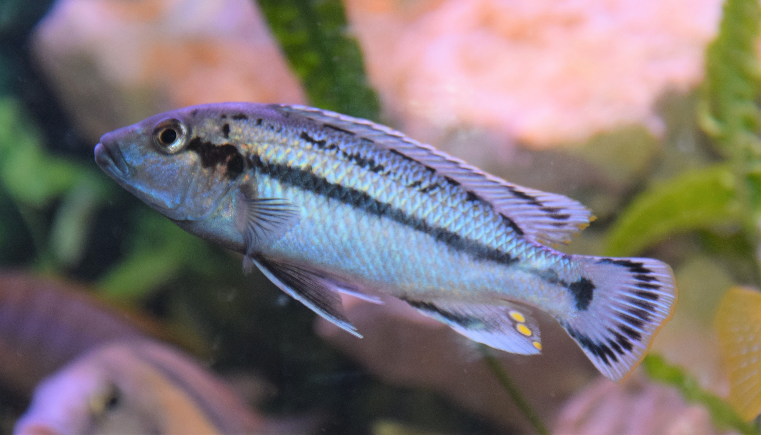 Melanochromis lepidiadaptes