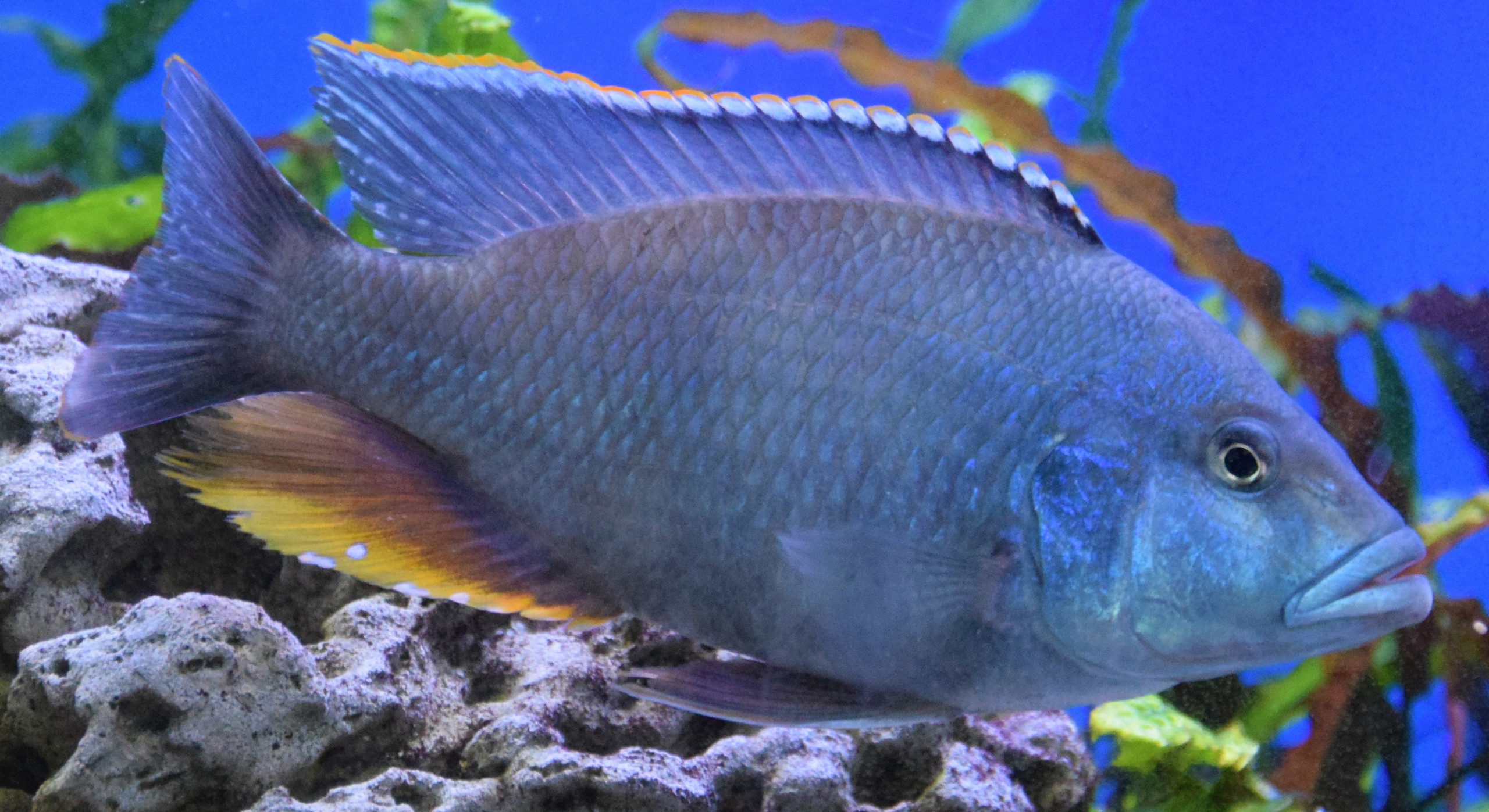 Nimbochromis livingstonii