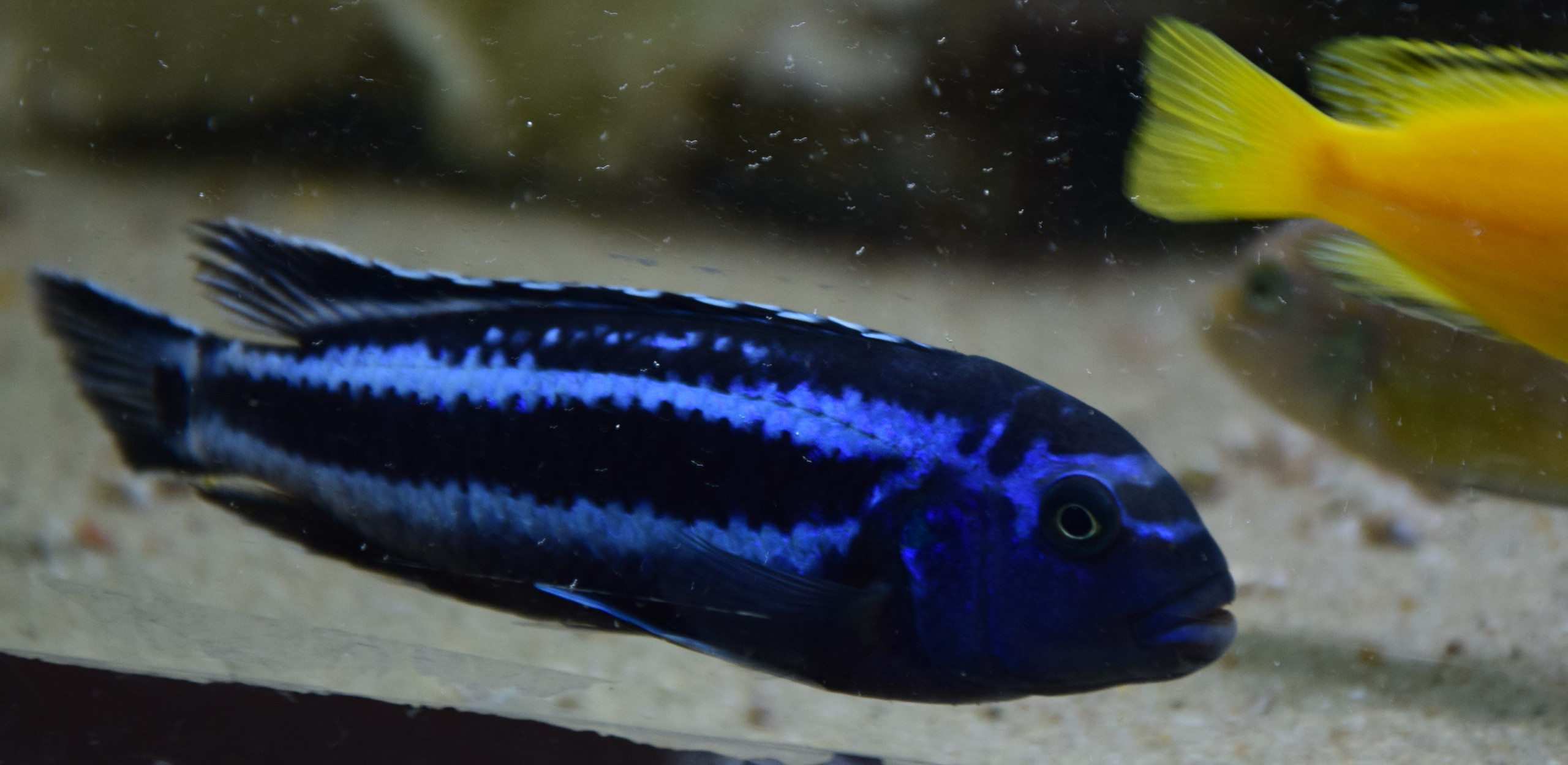 Melanochromis maingano