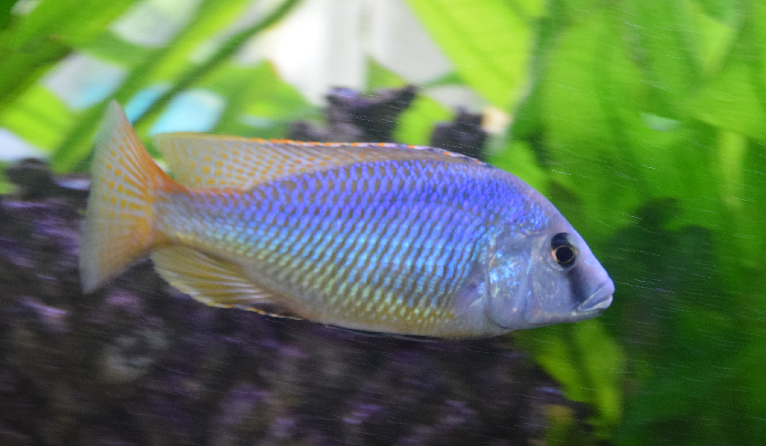 Mylochromis melanotaenia