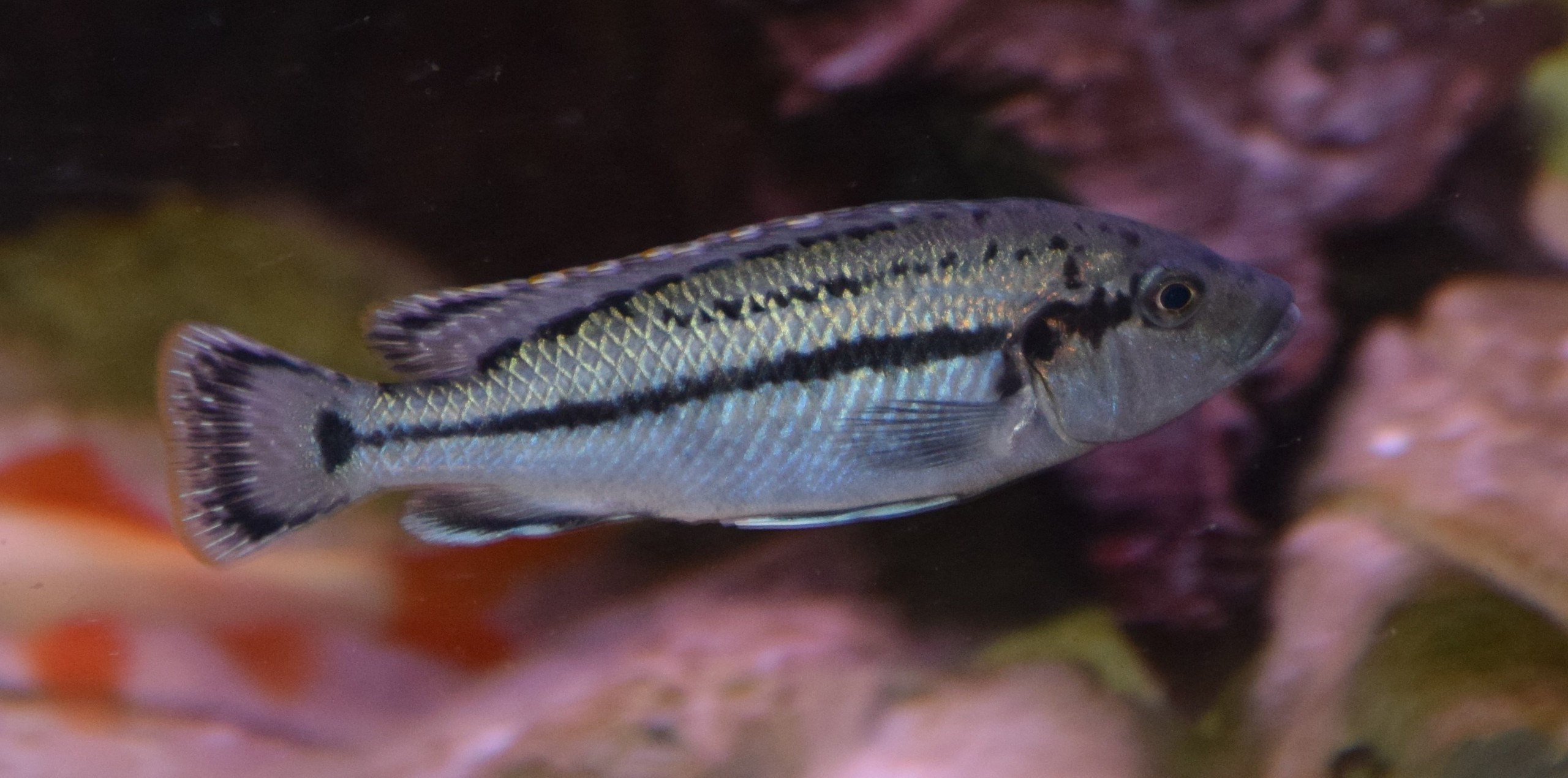 Melanochromis lepidiadaptes